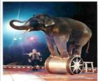 Обученные слона, действующих в цирк ходить на цилиндр